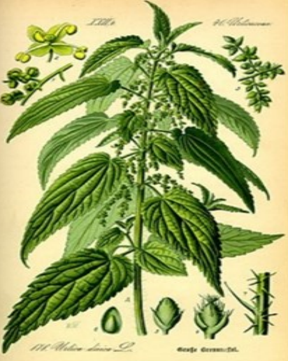 Brandnetel