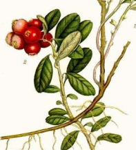 Cranberries, lepeltjesheide of veenbes