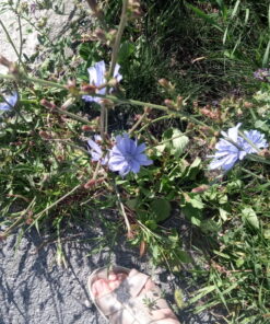 Plantenkennis
