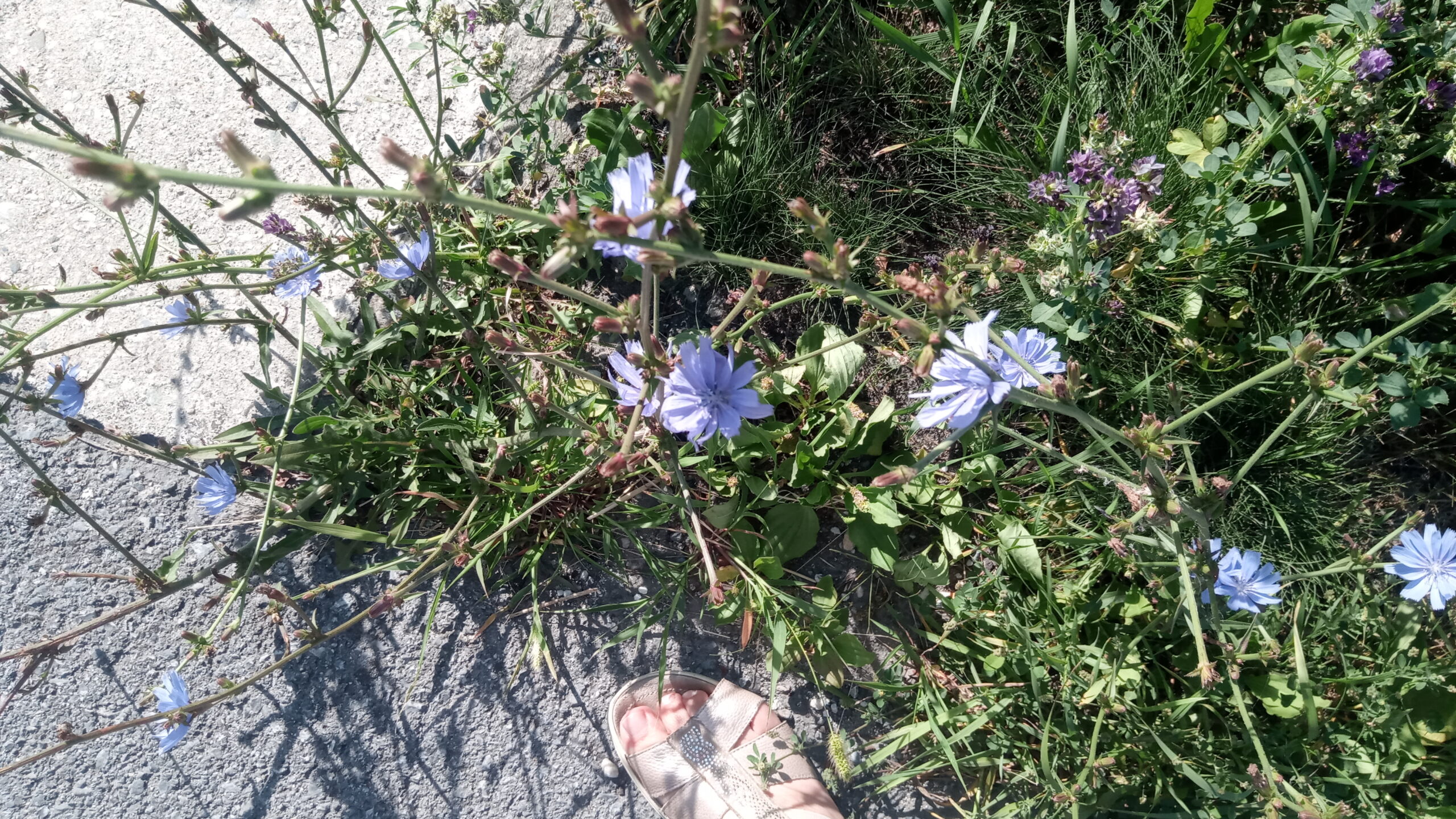 Plantenkennis
