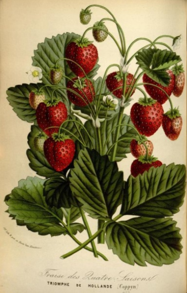 Aardbei