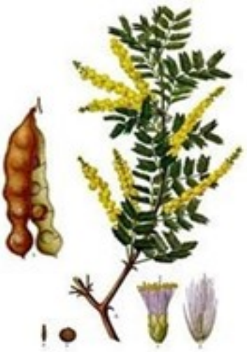 Acacia