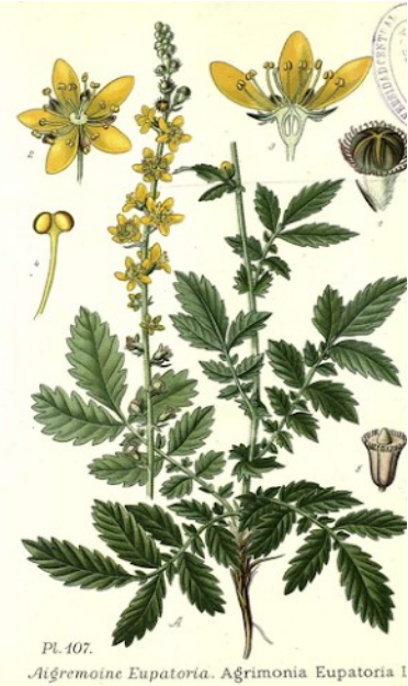 Agrimonie