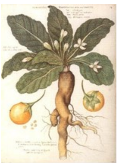 Alruin of mandragora