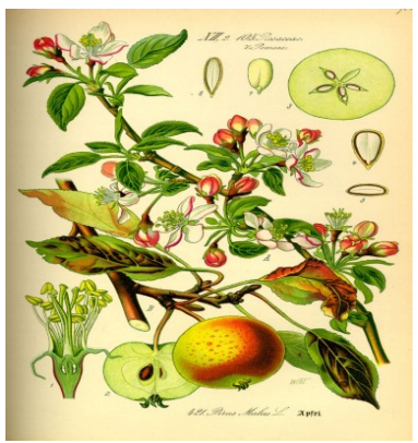 Appel