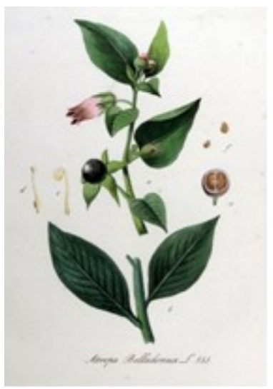 Belladonna of wolfskers