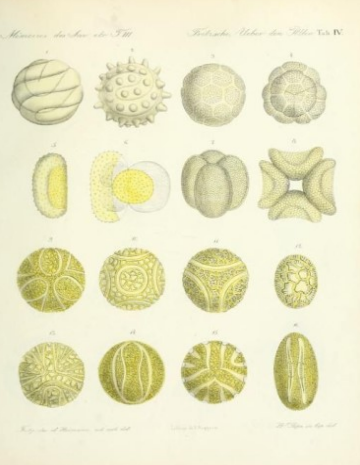 Bijenpollen