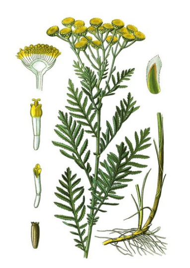 Boerenwormkruid