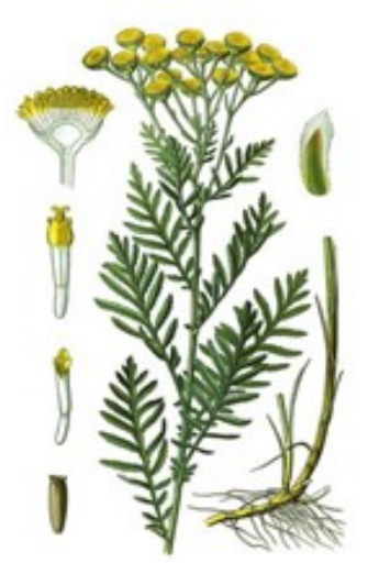 Boerenwormkruid
