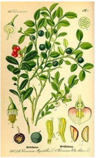 Bosbes