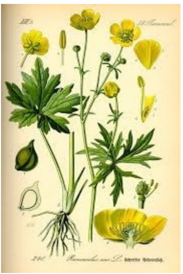 Boterbloem