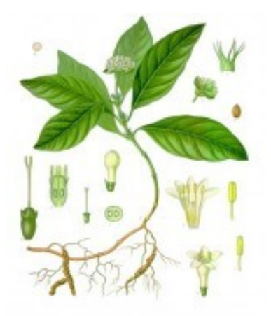 Braakwortel of Ipecawortel