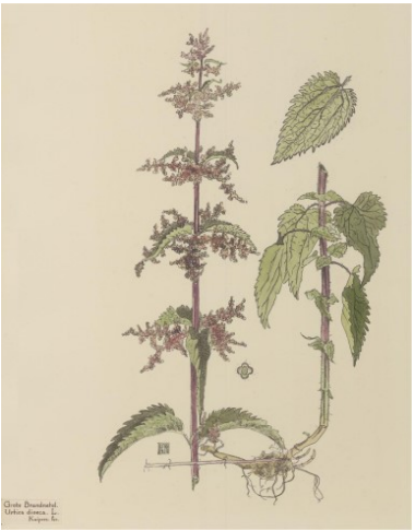 Brandnetelwortel
