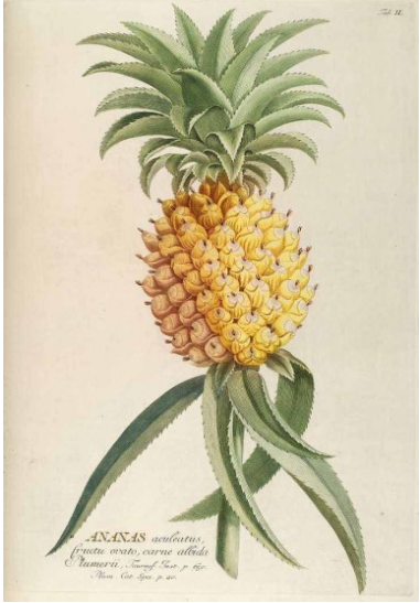 Bromelia