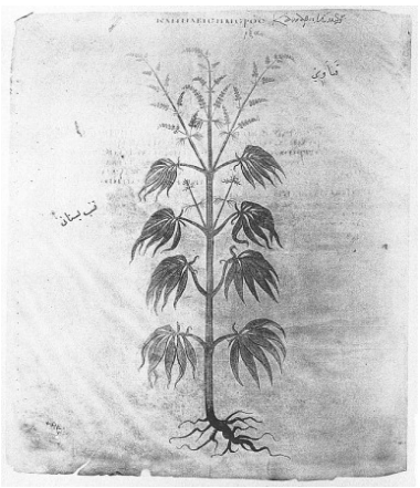 Cannabis indica