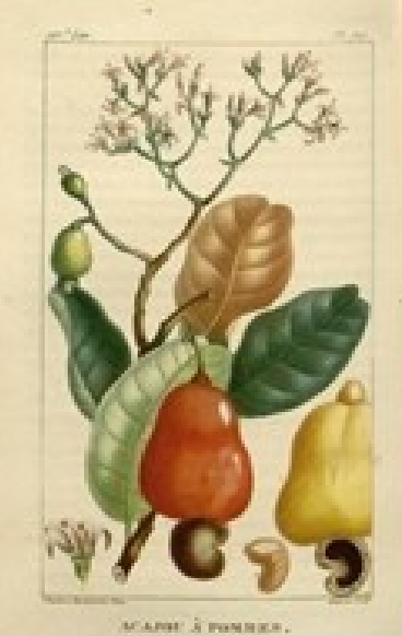 Cashewnoten
