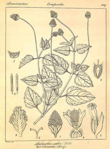 Champagneblad of ABC kruid