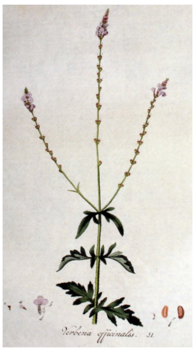 Citroenverbena of Ijzerhard