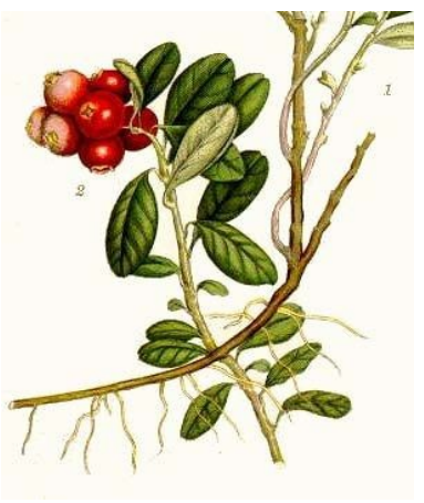 Cranberries