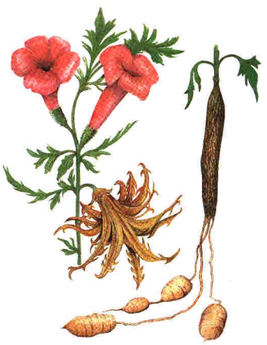 Duivelsklauw