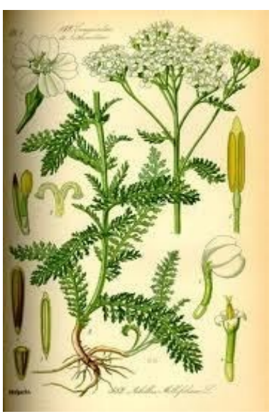 Duizendblad