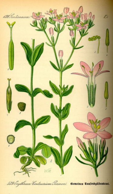 Duizendguldenblad