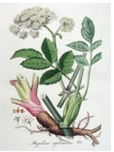 Engelwortel