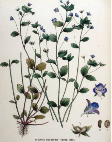 Ereprijs of Veronica