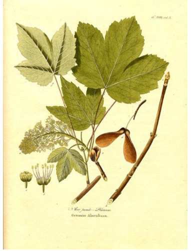 Esdoorn