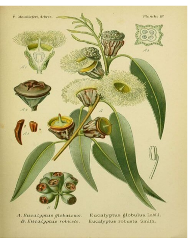 Eucalyptus