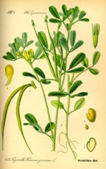 Fenegriek