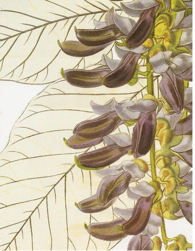 Fluweelboon