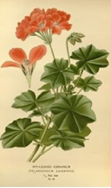 Geranium