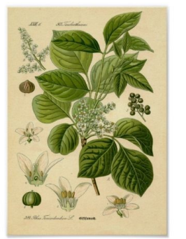Gifsumak of poison ivy