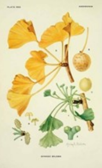 Ginkgo