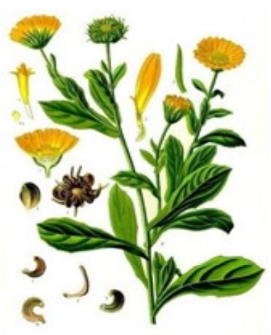 Goudsbloem