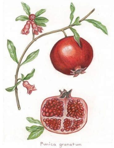 Granaatappel