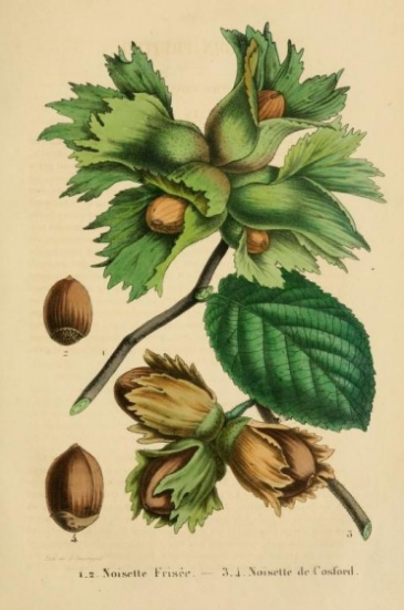 Hazelnoot