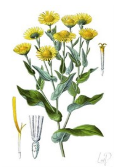 Heelkruid