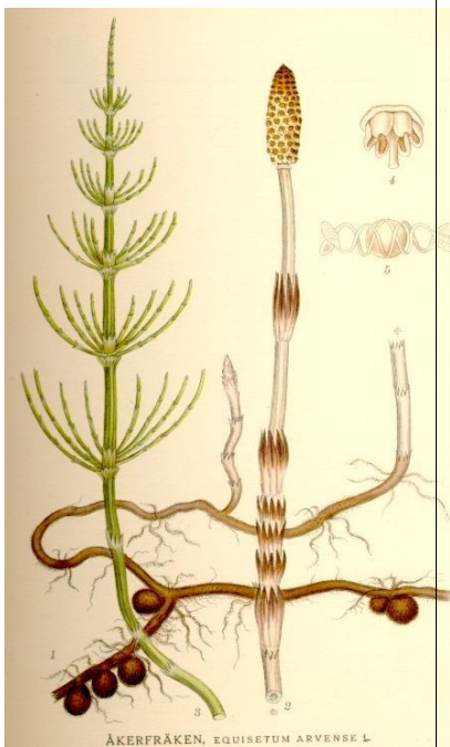 Heermoes of Akkerpaardenstaart