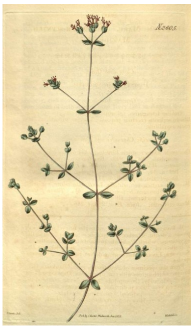 Hyssop