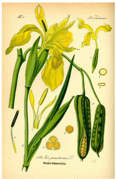 Iris