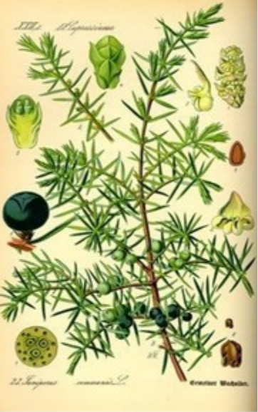 Jeneverbes