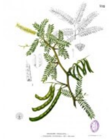Johannesbroodboom, carobe of Mesquite