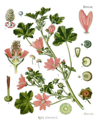 Kaasjeskruid of Heemst