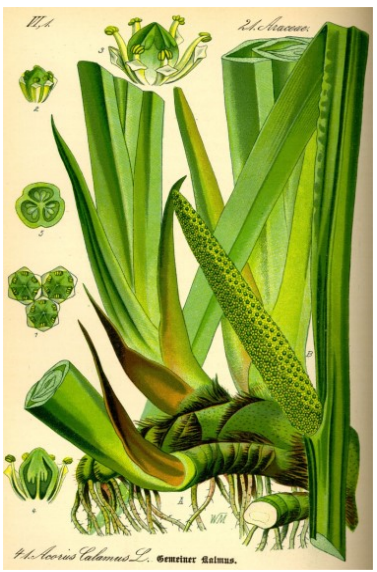 Kalmoes
