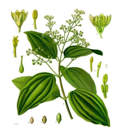Kaneel