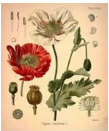 Klaproos/Papaver