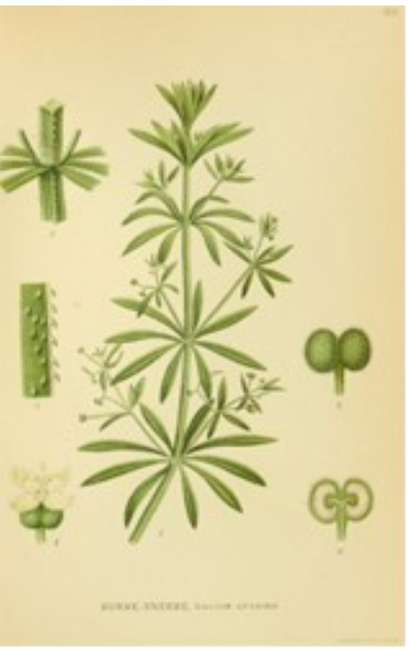 Kleefkruid