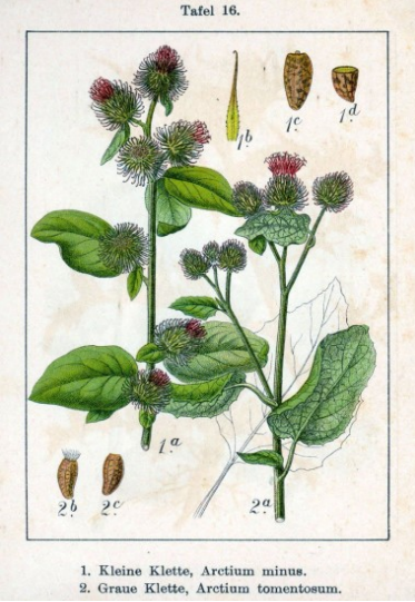 Kliswortel